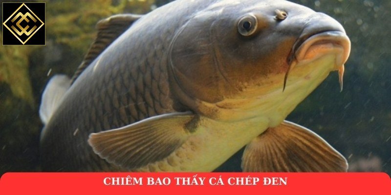 Chiêm bao thấy cá chép đen